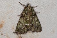 Polyphaenis sericata