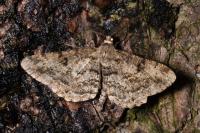 Peribatodes rhomboidaria rhomboidaria