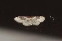 Idaea rusticata