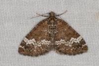 Perizoma alchemillata