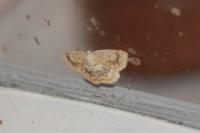 Cyclophora annularia