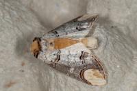 Phalera bucephala