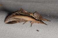 Pheosia tremula