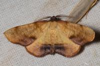 Plagodis dolabraria