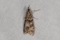 Eudonia mercurella