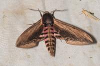 Sphinx ligustri