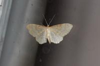 Idaea fuscovenosa