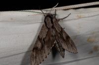 Hyloicus pinastri/maurorum