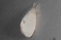 Sphrageidus similis