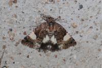 Tyta luctuosa