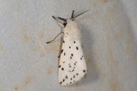 Spilosoma lubricipeda