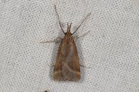 Synaphe punctalis