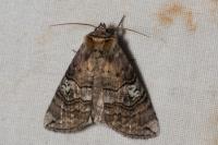 Tethea ocularis