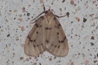 Paidia rica
