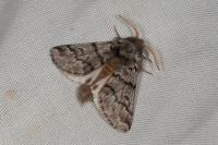 Thaumetopoea pityocampa