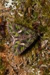 Trachea atriplicis