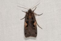 Xestia c-nigrum