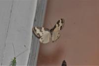 Lomaspilis marginata