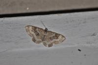 Epirrhoe alternata
