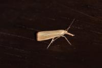 Agriphila straminella