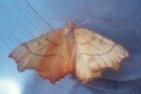 Ennomos quercinaria