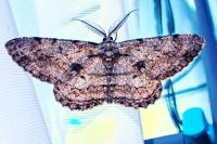 Hypomecis roboraria
