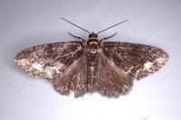 Parectropis similaria