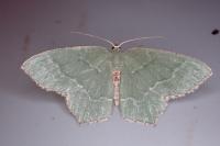 Hemithea aestivaria