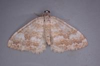Perizoma flavofasciata