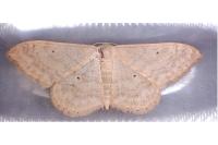 Idaea deversaria