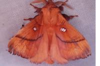 Odonestis pruni