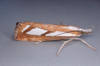 Catoptria permutatellus