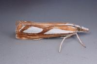 Catoptria permutatellus