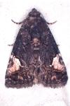 Aedia funesta
