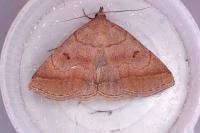 Zanclognatha lunalis
