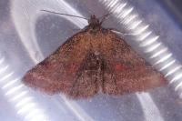 Phytometra viridaria