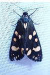 Callimorpha dominula