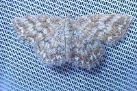 Scopula immorata