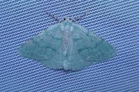 Pseudoterpna pruinata