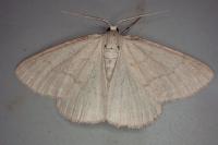 Pseudoterpna pruinata