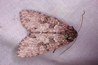 Polia nebulosa