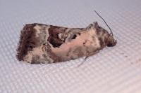 Elaphria venustula