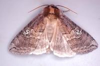 Tethea ocularis