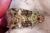 Anaplectoides prasinus