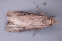 Aphomia sociella