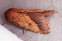 Pyrrhia umbra