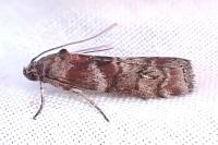 Phycita roborella
