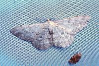 Hypomecis punctinalis