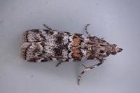 Dioryctria sylvestrella