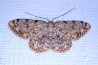 Scopula rufomixtaria